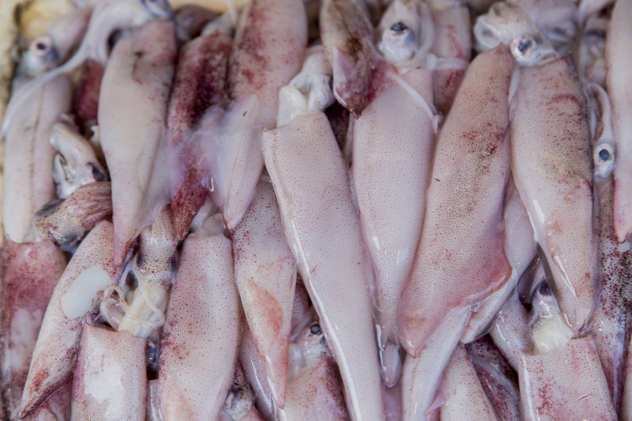 Red Pomfret